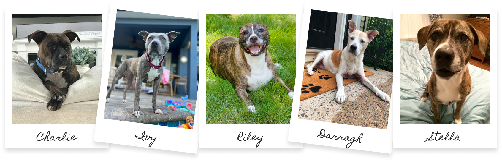 Polaroid photographs of the family's five rescue dogs: Charlie, Ivy, Riley, Darragh and Stella.