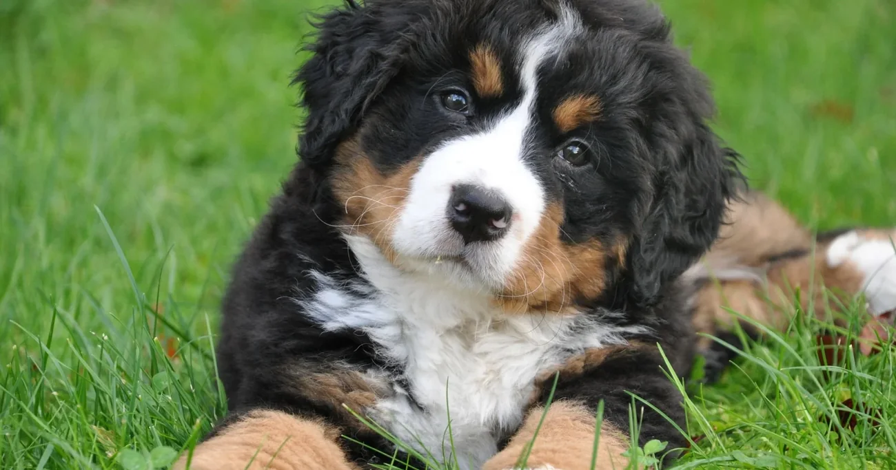A dog resting at home